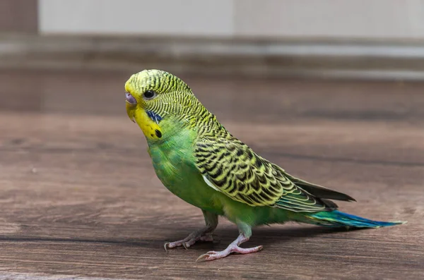 Adorable Little Green Wavy Parrot Royaltyfria Stockbilder
