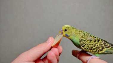 A small green budgerigar eats an apple from the hand while sitting on a person's finger