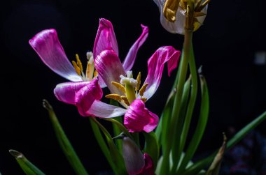 Withered flowers tulips isolated on black background
