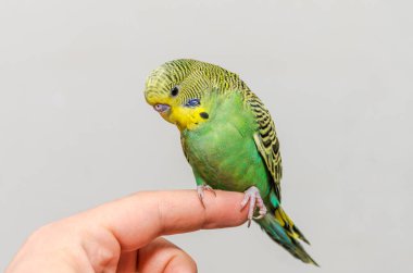 A young green wavy parrot sits on a hand, a human finger