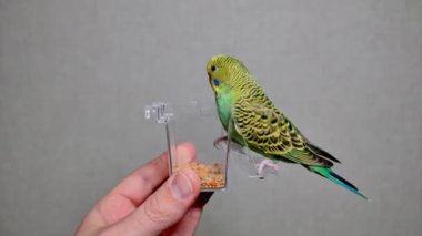 A small green budgerigar eats millet from a hand feeder while sitting on his hands on his finger