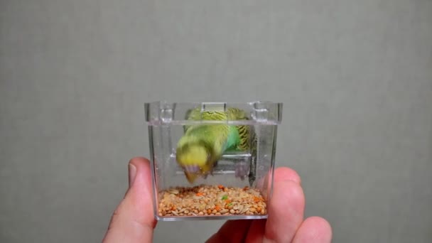 Small Green Budgerigar Eats Millet Hand Feeder While Sitting His — Vídeo de Stock