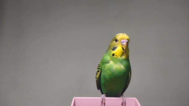 Αξιολάτρευτο Μικρό Πράσινο Κυματιστό Παπαγάλο — Αρχείο Βίντεο