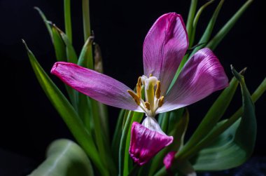 Withered flowers tulips isolated on black background