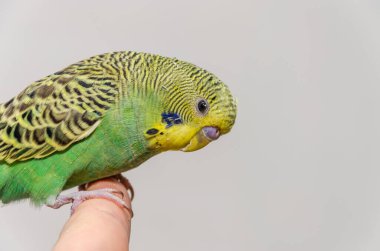 A young green wavy parrot sits on a hand, a human finger