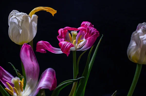 Withered flowers tulips isolated on black background