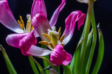 Withered flowers tulips isolated on black background
