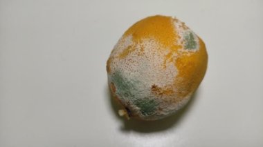 Beyaz arka planda izole edilmiş çürümüş limon