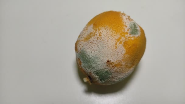 Rutten Bortskämd Citron Isolerad Vit Bakgrund — Stockvideo