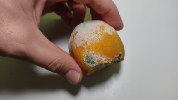Rotten Spoiled Lemon Isolated White Background — Stok video
