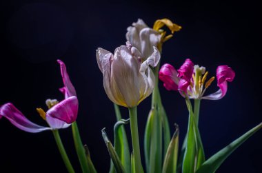 Withered flowers tulips isolated on black background