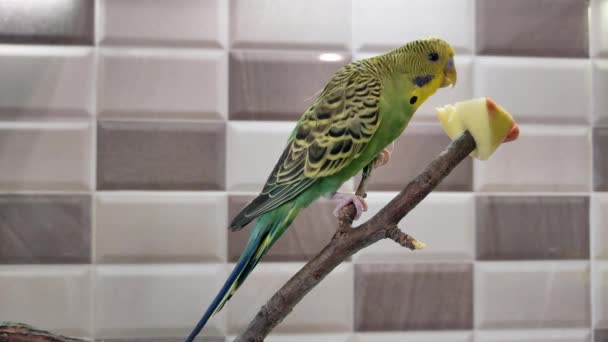Small Green Budgie Sits Branch Eats Apple — Video