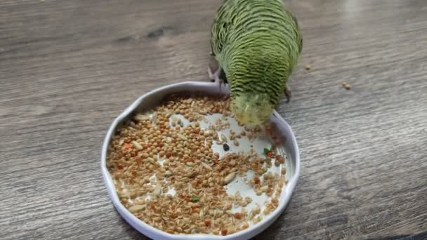 Small Green Wavy Parrot Eats Millet Table — Stock Video