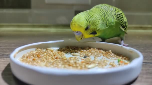 Μικρός Πράσινος Κυματιστός Παπαγάλος Τρώει Κεχρί Στο Τραπέζι — Αρχείο Βίντεο
