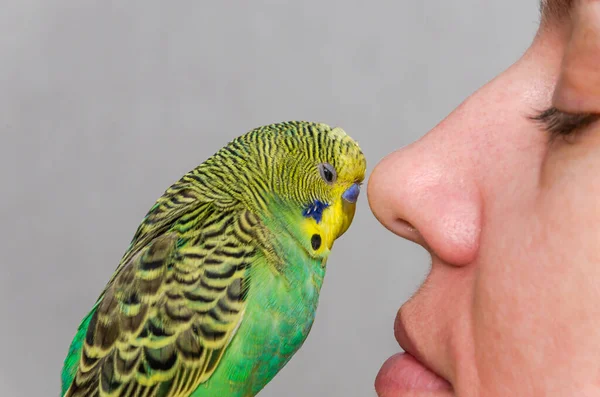 Young green budgie kisses the nose of a young woman