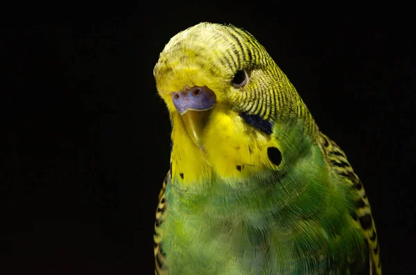 Small Green Budgie Sits Perch Isolated Black Background — Foto Stock