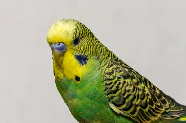 Αξιολάτρευτο Μικρό Πράσινο Κυματιστό Παπαγάλο — Φωτογραφία Αρχείου