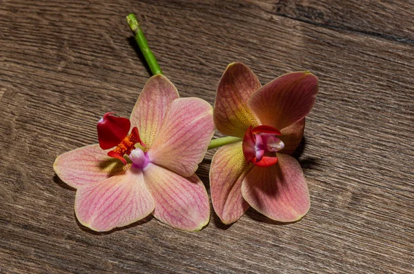 Orchidea Kwiat Drewnianym Stole — Zdjęcie stockowe