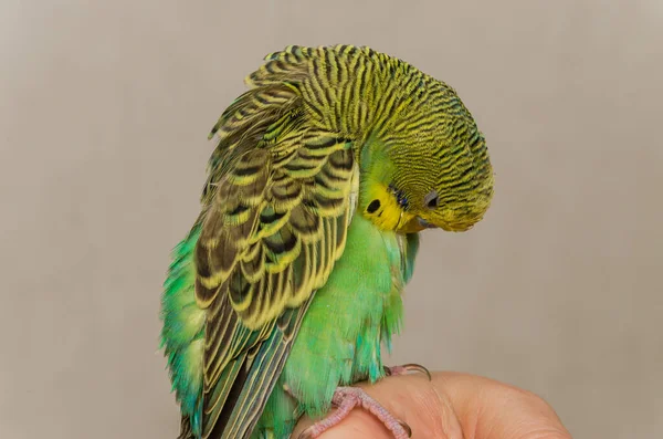 Young Green Budgerigar Cleaning Its Feathers — Stock fotografie