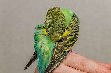 Young green budgerigar cleaning its feathers