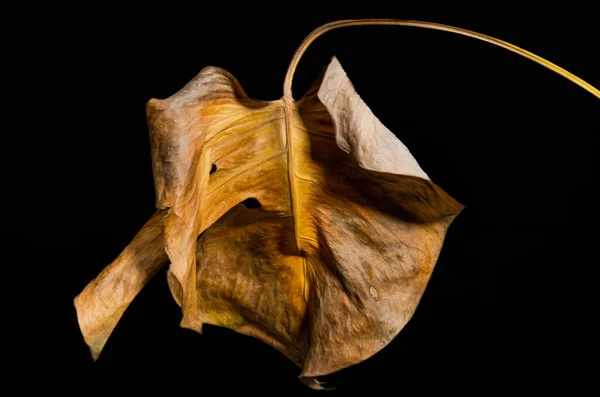 Засохший Сухой Лист Монстры Цветок Изолирован Черном Фоне — стоковое фото