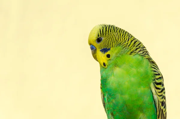 Portrait of a small charming green budgie