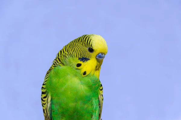 Adorable Little Green Wavy Parrot —  Fotos de Stock