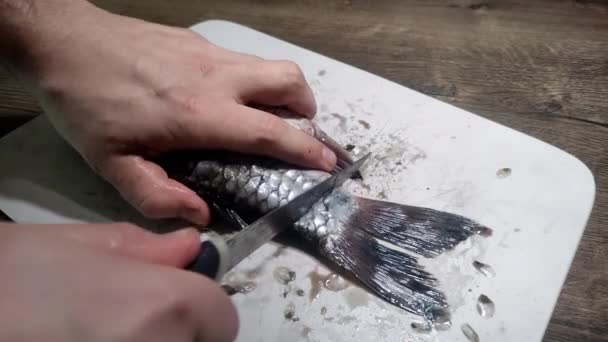 Cuoco Taglia Pesce Crudo Crociano Tagliere Con Coltello — Video Stock
