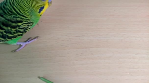 Μικρός Παπαγάλος Παίζει Ένα Ραβδί — Αρχείο Βίντεο
