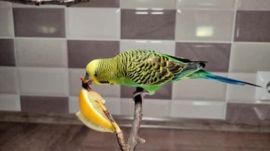 Küçük yeşil bir muhabbet kuşu bir dalda otururken limon yer.