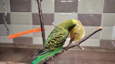 Küçük yeşil bir muhabbet kuşu bir dalda otururken limon yer.