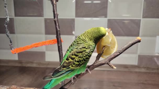 Ένας Μικρός Πράσινος Παπαγάλος Τρώει Ένα Λεμόνι Ενώ Κάθεται Ένα — Αρχείο Βίντεο