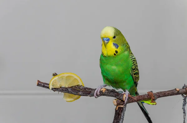Malý Zelený Budgerigar Citron Zatímco Sedí Větvi — Stock fotografie