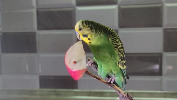 Cute Green Budgerigar Eating Apple While Sitting Branch — Stock Video