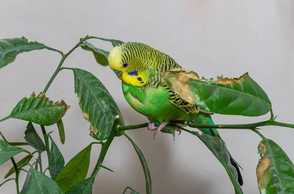 Aranyos Zöld Papagáj Egy Házi Növény — Stock Fotó