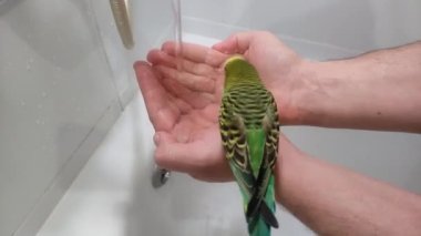 Büyüleyici yeşil muhabbet kuşu suda banyo yapar ve oynar, bir insanın elinde oturur.