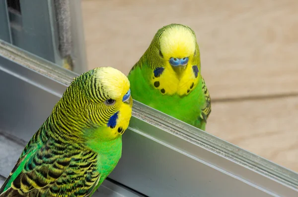 Charming green budgie looks at his reflection in the mirror