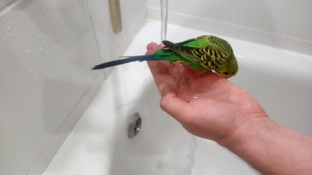 Charmoso Budgerigar Verde Banha Brinca Água Sentado Mão Uma Pessoa — Vídeo de Stock