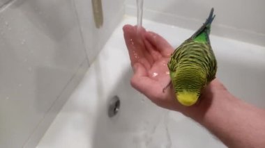 Büyüleyici yeşil muhabbet kuşu suda banyo yapar ve oynar, bir insanın elinde oturur.
