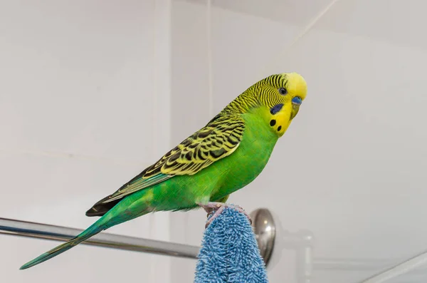 Adorable Little Green Wavy Parrot — Stock fotografie