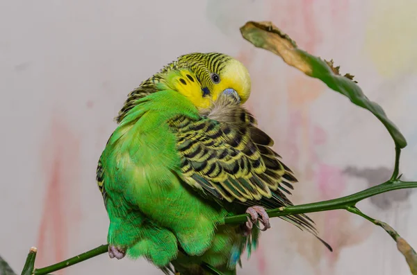 Милый Зеленый Попугай Сидит Домашнем Растении Чистит Свои Перья — стоковое фото