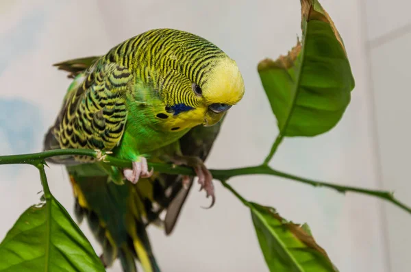 Şirin Yeşil Muhabbet Kuşu Bir Bitkisinin Üzerine Oturur — Stok fotoğraf