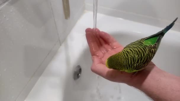Чарівні Зелені Брудні Ванни Грає Воді Сидячи Руці Людини — стокове відео