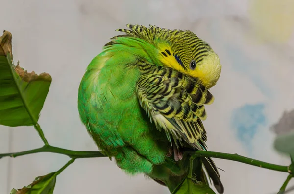 Roztomilý Zelený Pupík Sedí Rostlině Domu Čistí Peří — Stock fotografie