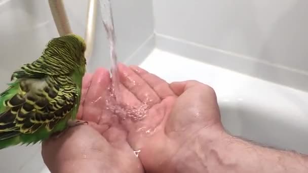 人間の手による仏風呂 — ストック動画