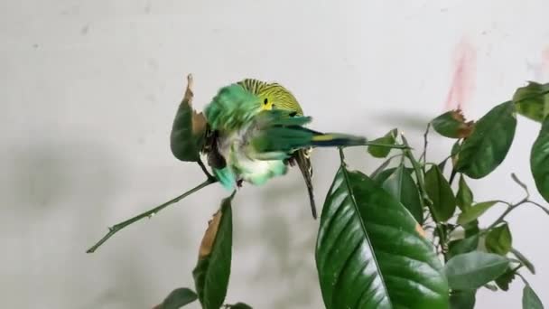 Ένα Πράσινο Budgerigar Κάθεται Ένα Φυτό Σπίτι Και Καθαρίζει Φτερά — Αρχείο Βίντεο