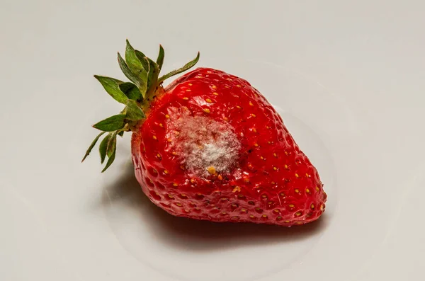 Κακομαθημένη Σάπια Μουχλιασμένες Φράουλες Πιάτο — Φωτογραφία Αρχείου