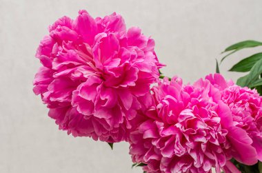 Çiçek açan şakayık çiçekleri.