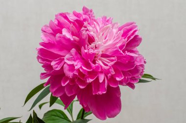 Çiçek açan şakayık çiçekleri.