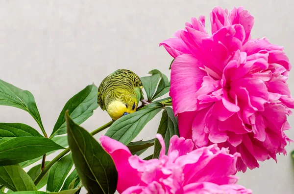 Budgie in a bouquet of blooming peonies flowers